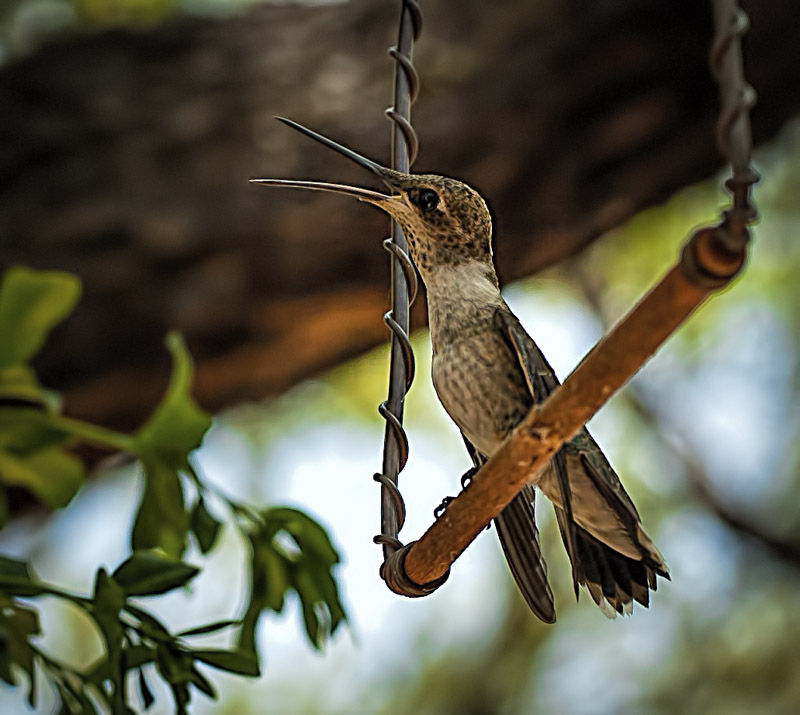 Hummingbirds from backyards and beyond
